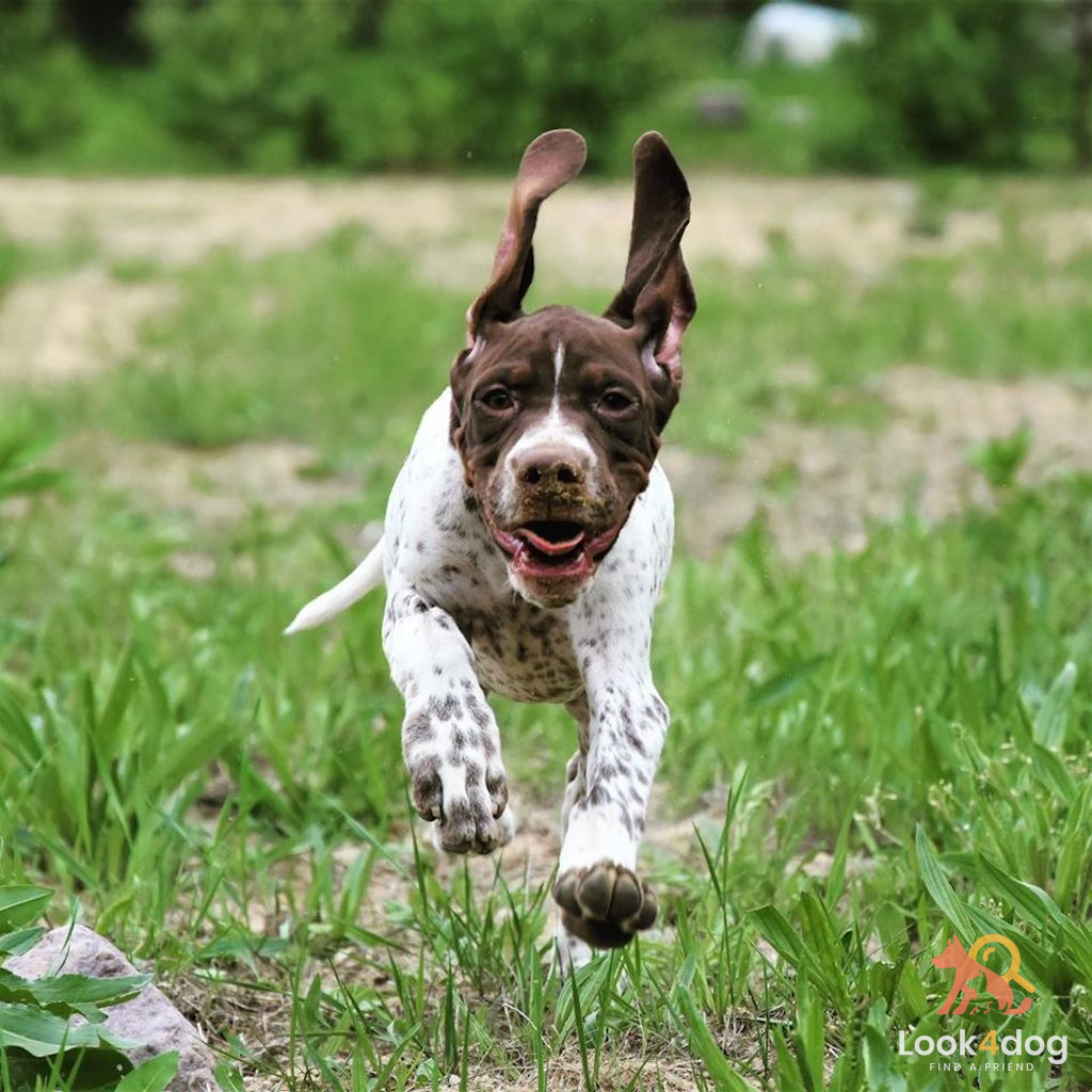 Wyżeł pirenejski - charakter