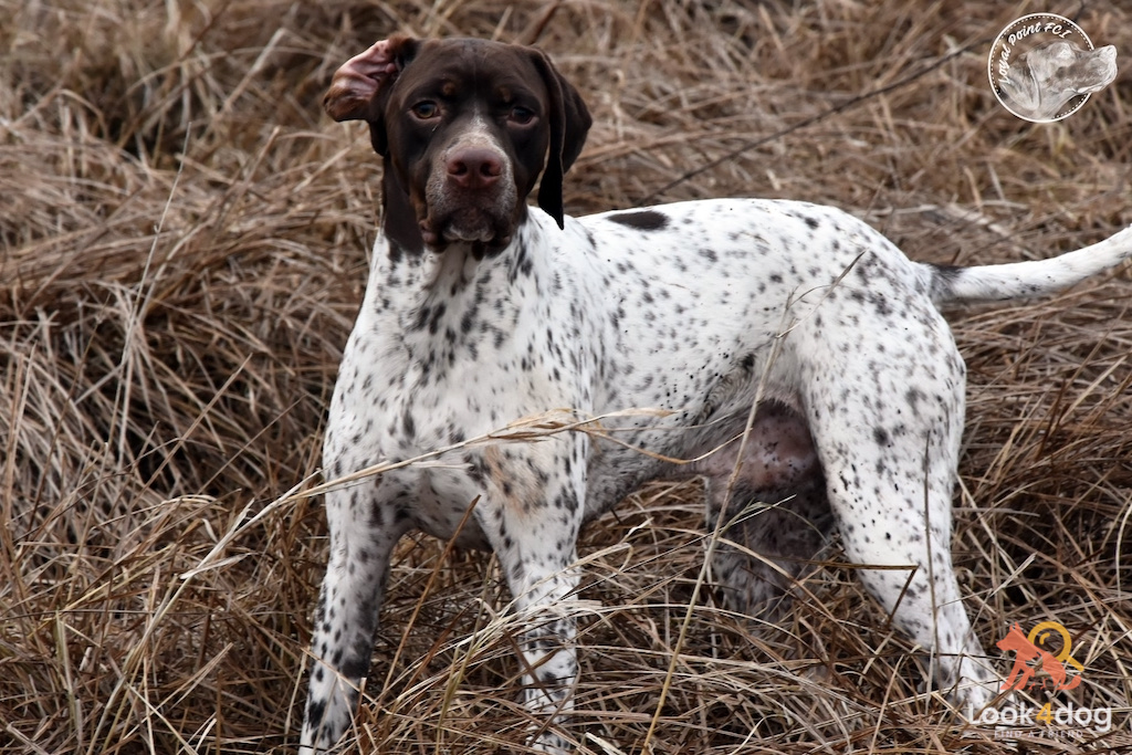 Wyżeł pirenejski - pielęgnacja