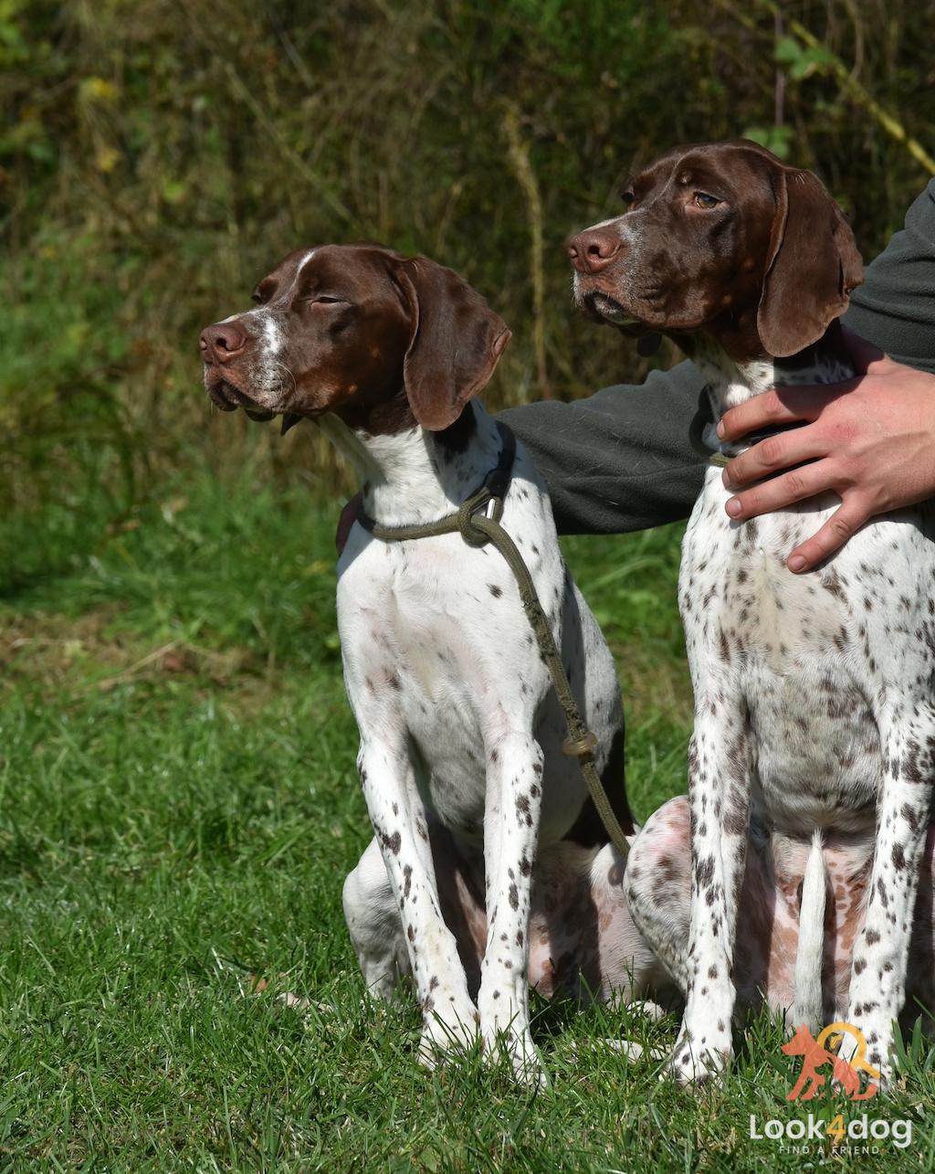 Wyżeł pirenejski - umaszczenie