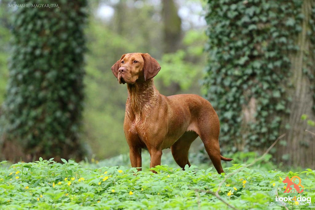 Wyżeł węgierski krótkowłosy - charakter