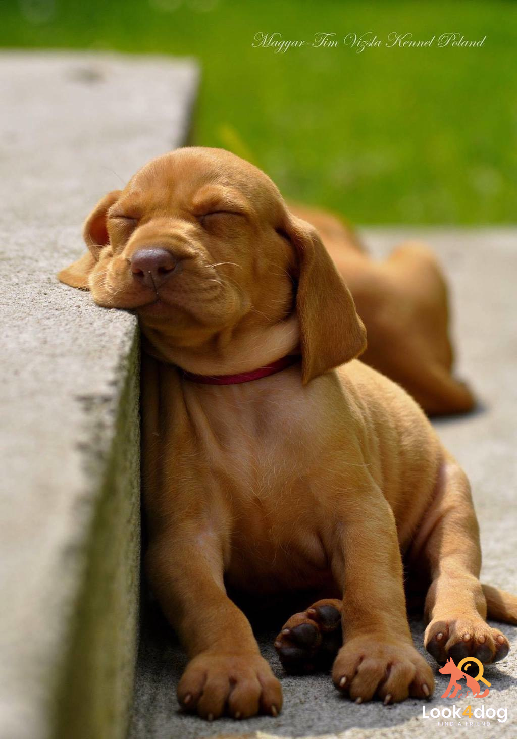 Wyżeł węgierski krótkowłosy - pielęgnacja