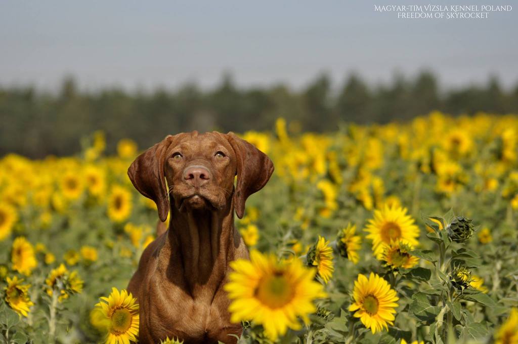 Wyżeł węgierski krótkowłosy - umaszczenie