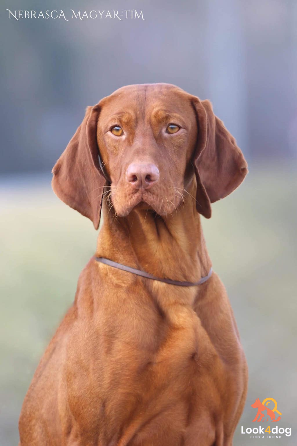 Wyżeł węgierski krótkowłosy - żywienie