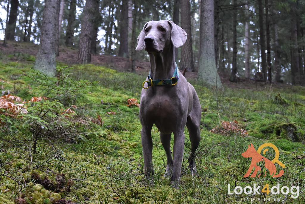 Wyżeł weimarski - charakter