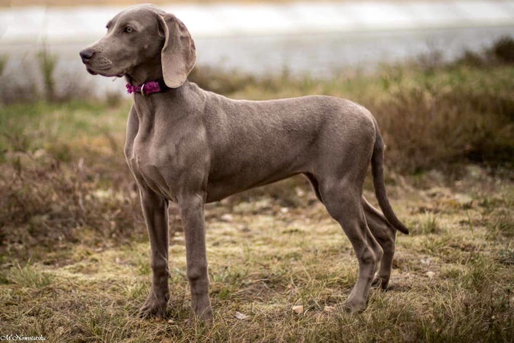 Wyżeł weimarski - pielęgnacja