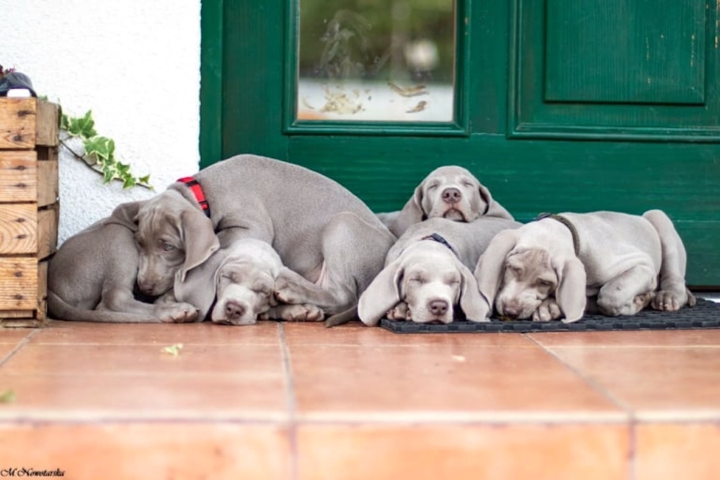 Wyżeł weimarski - umaszczenie