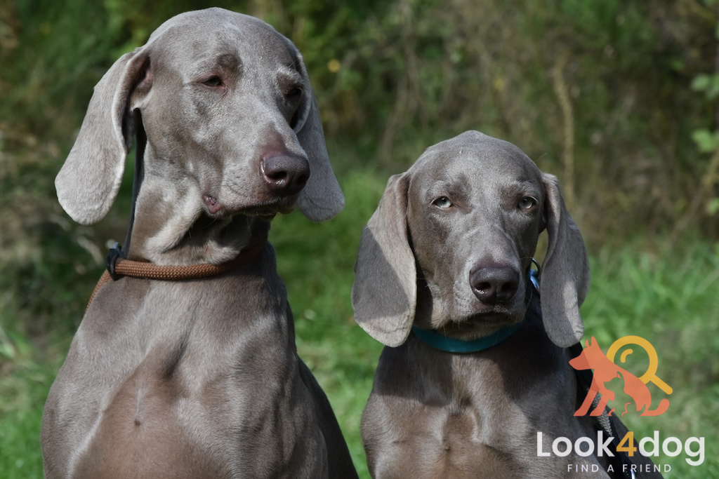 Wyżeł weimarski - żywienie