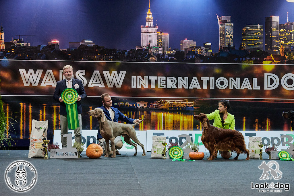 Wyżeł weimarski, seter irlandzki - hodowla