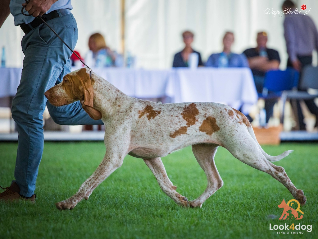 Wyżeł włoski krótkowłosy - pielęgnacja