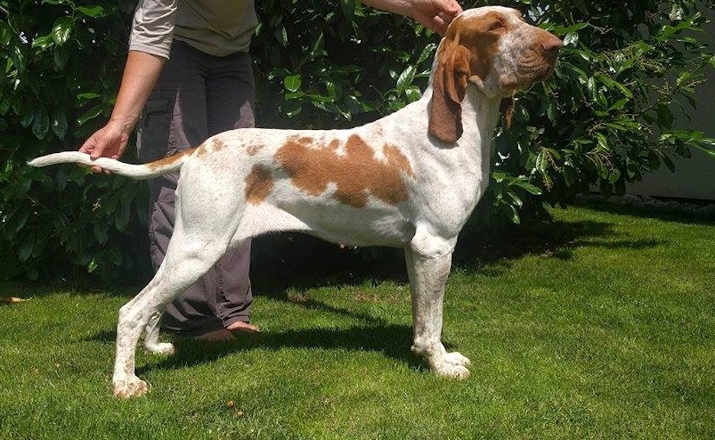 Wyżeł włoski krótkowłosy - pielęgnacja