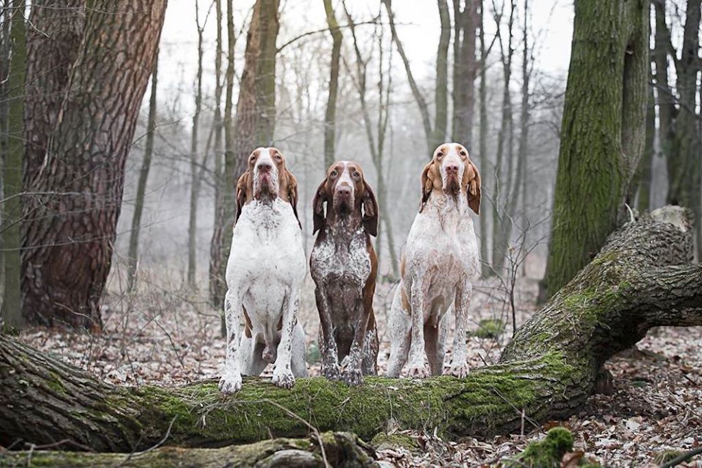 Wyżeł włoski krótkowłosy - umaszczenie