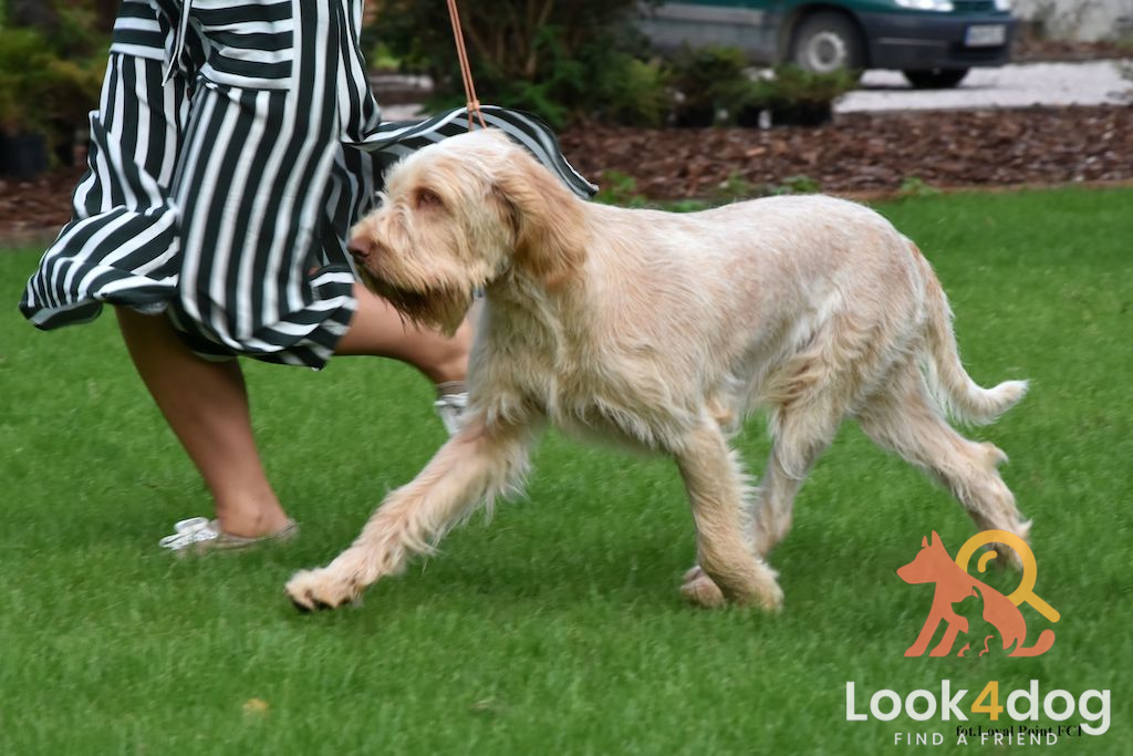 Wyżeł włoski szorstkowłosy - charakter