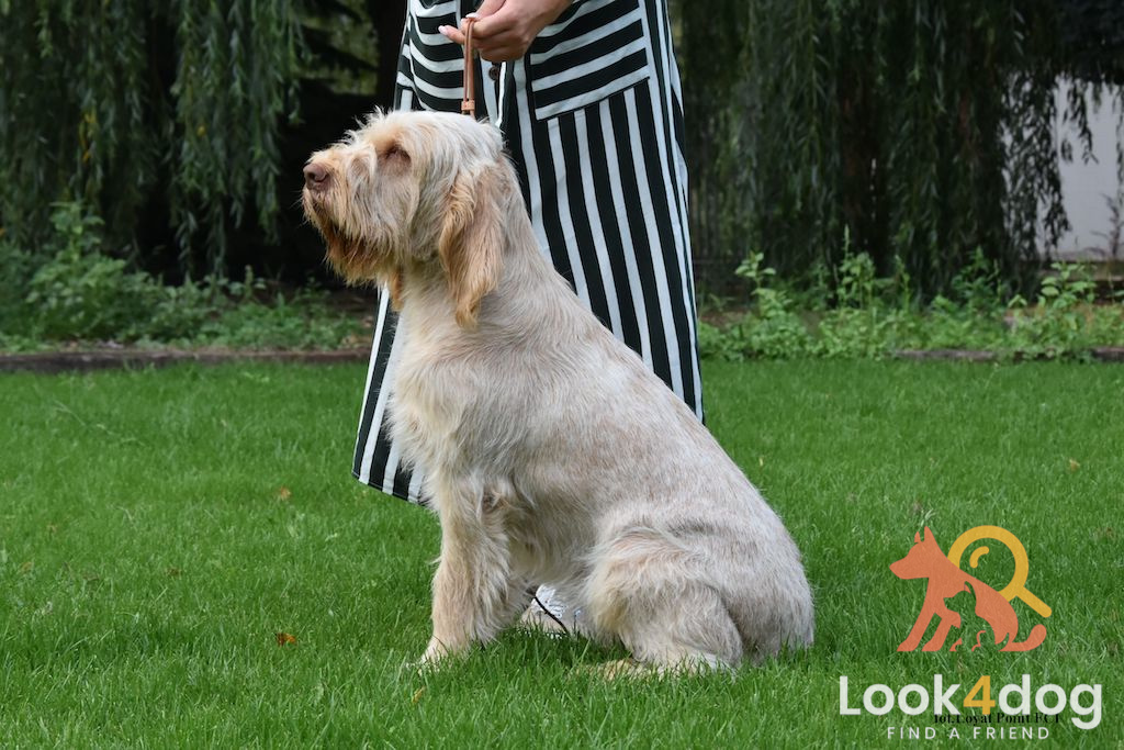 Wyżeł włoski szorstkowłosy - choroby