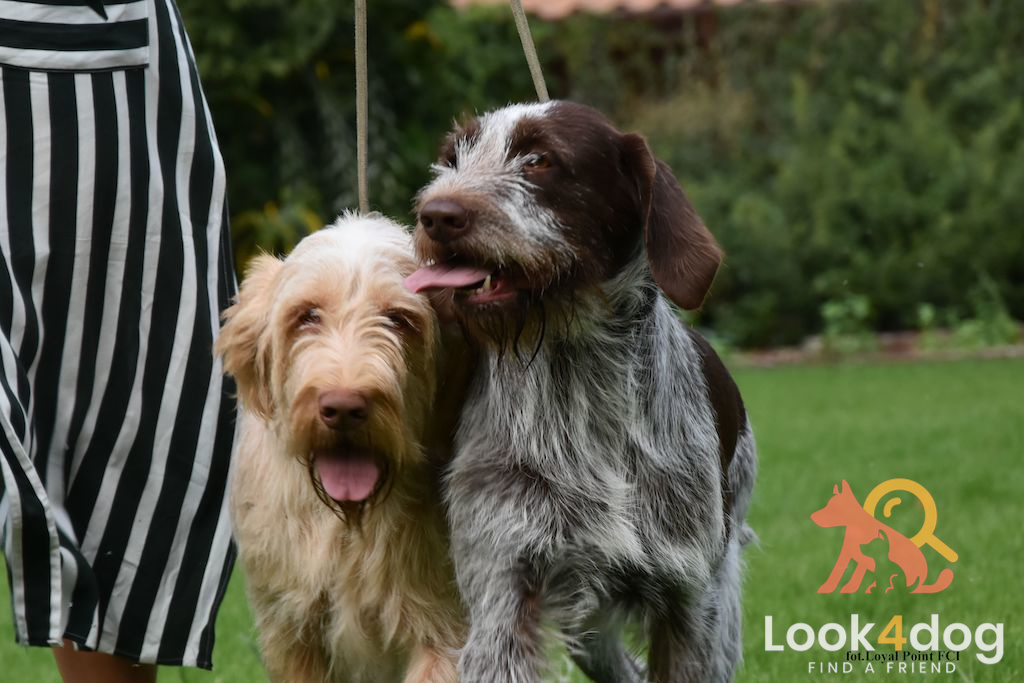 Wyżeł włoski szorstkowłosy - pielęgnacja