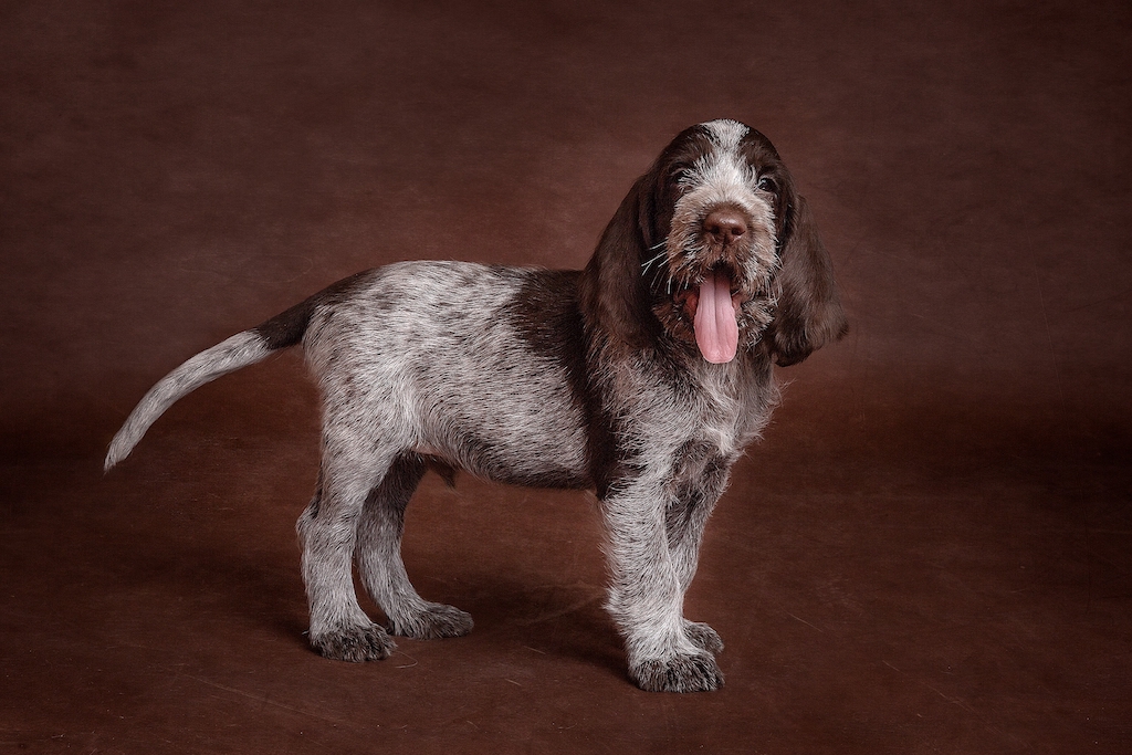 Wyżeł włoski szorstkowłosy - umaszczenie