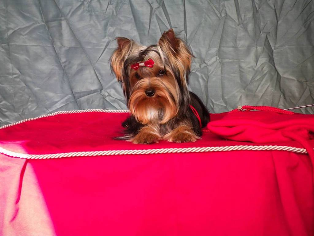 Yorkshire terrier (York) - pielęgnacja