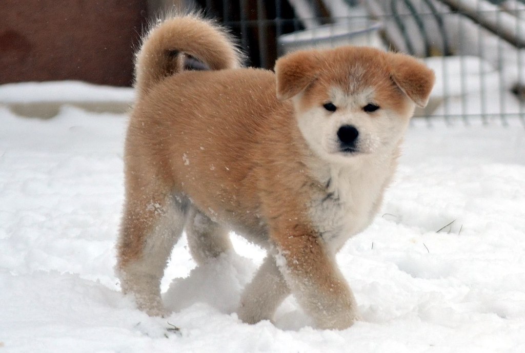 Akita japońska Akai Kitsune ZDJĘCIE