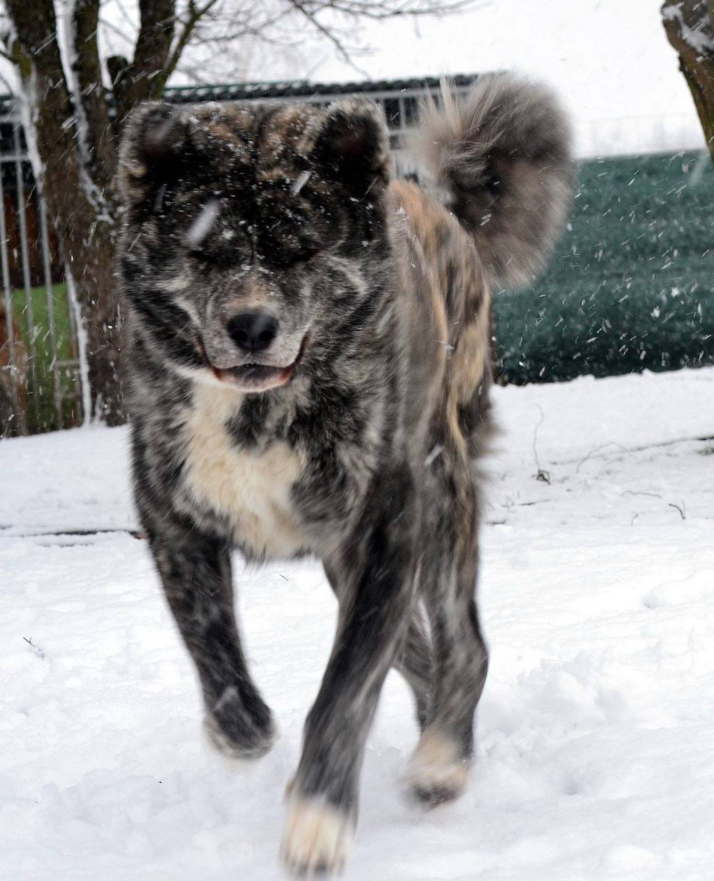 Akita japońska Akai Kitsune FCI