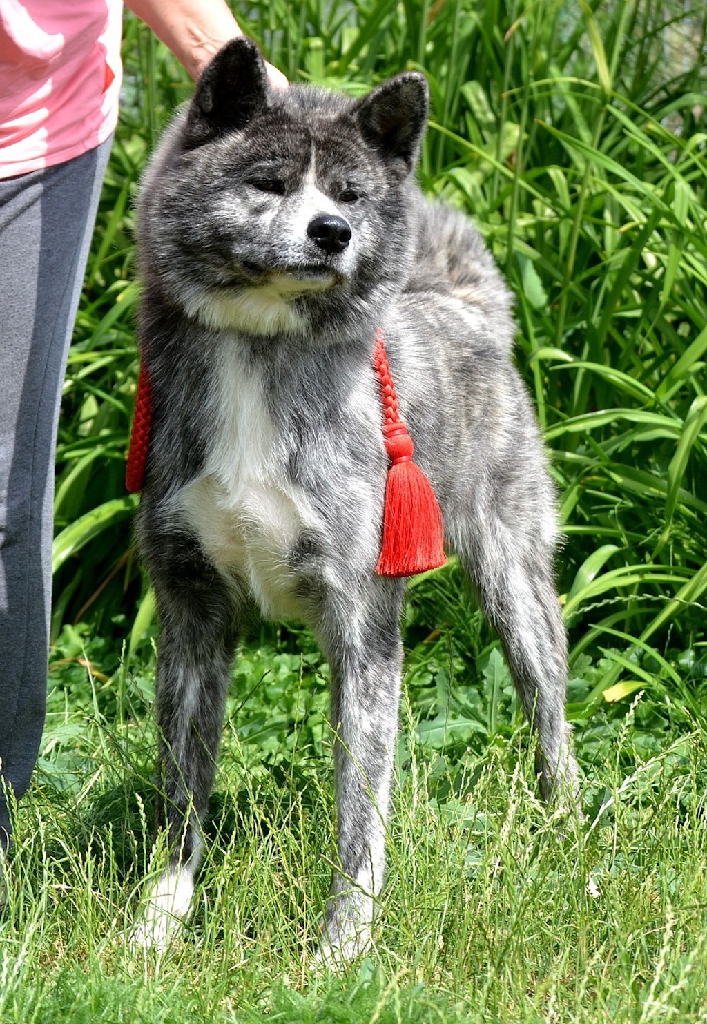 zdjęcie akity japońskiej z hodowli FCI