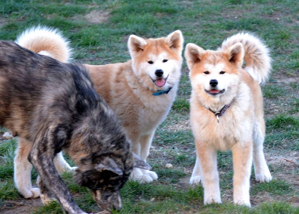 trzy akuty japońskie akita kitsune