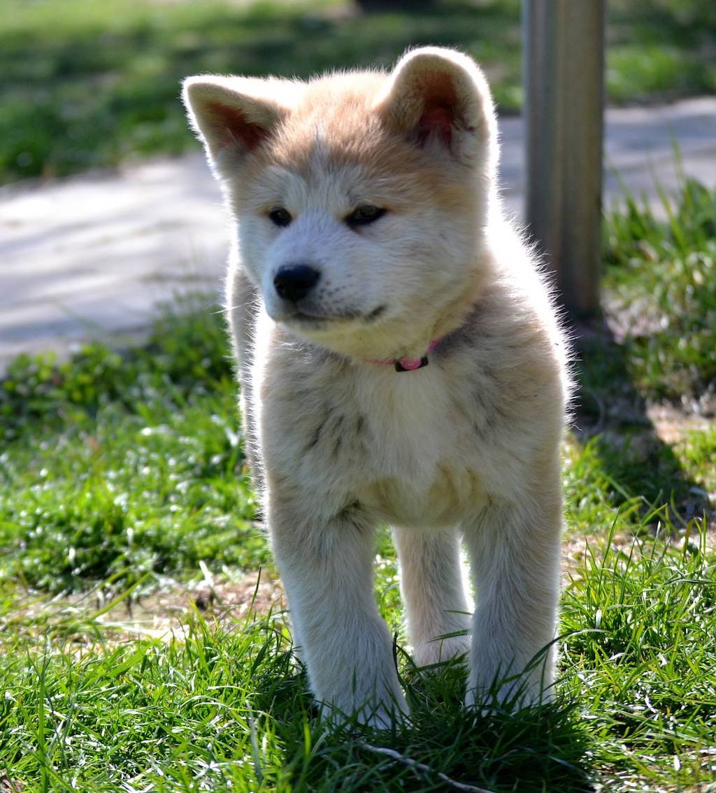 mała akita japońska zdjęcie