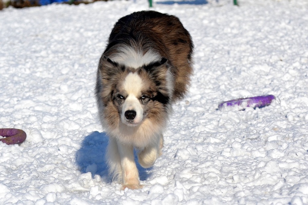 border collie w śniegu zdjęcie
