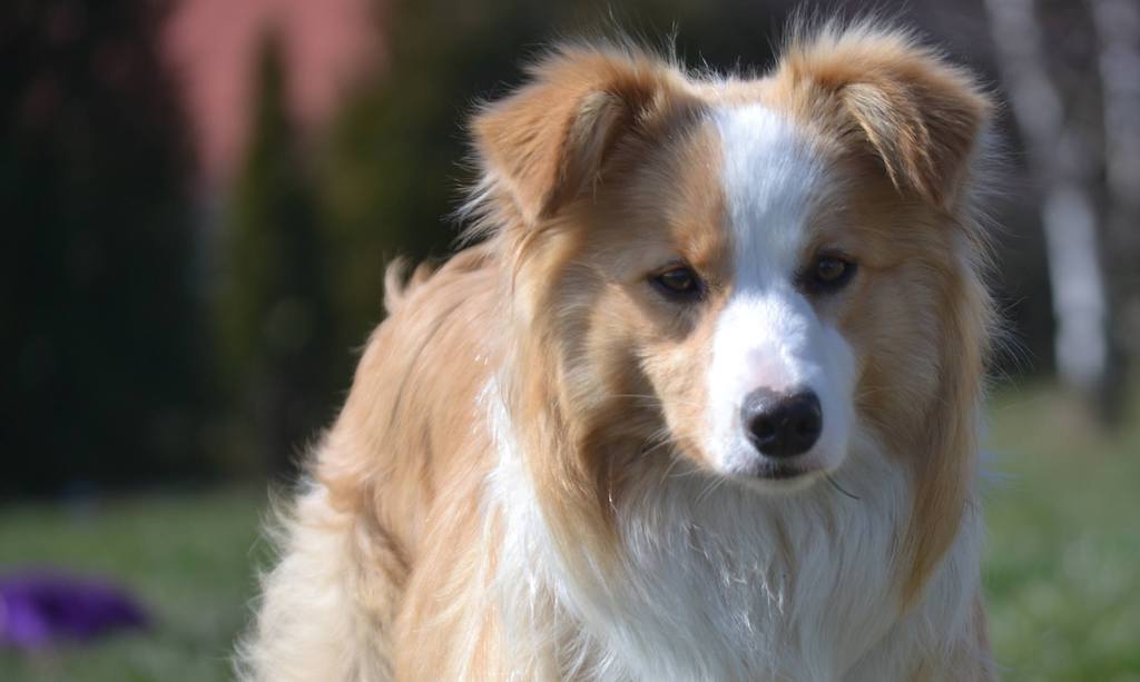 border collie valjeta zdjecie szczeniak