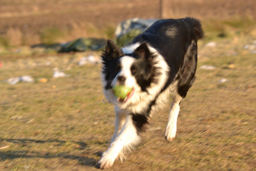 border collie zdjęcie czarno biały