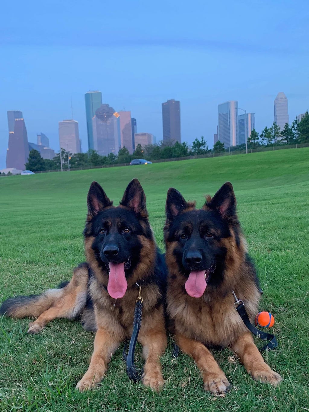 Leidenschaft-Poland FCI owczarek
