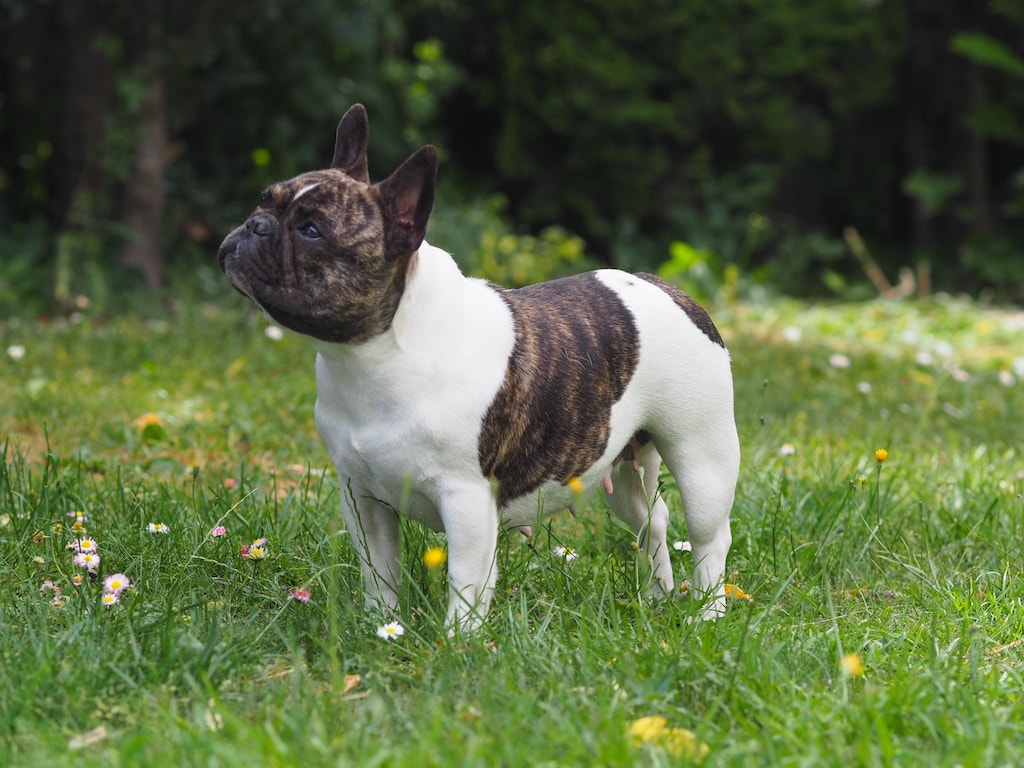 idylla canis zdjecie psa buldoga