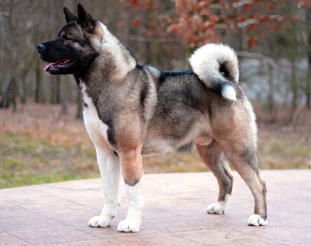 hodowla Finigan Akitas FCI akita amerykańska zdjęcie