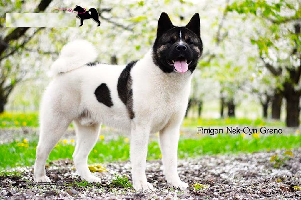 łaciata akita amerykańska zdjęcie