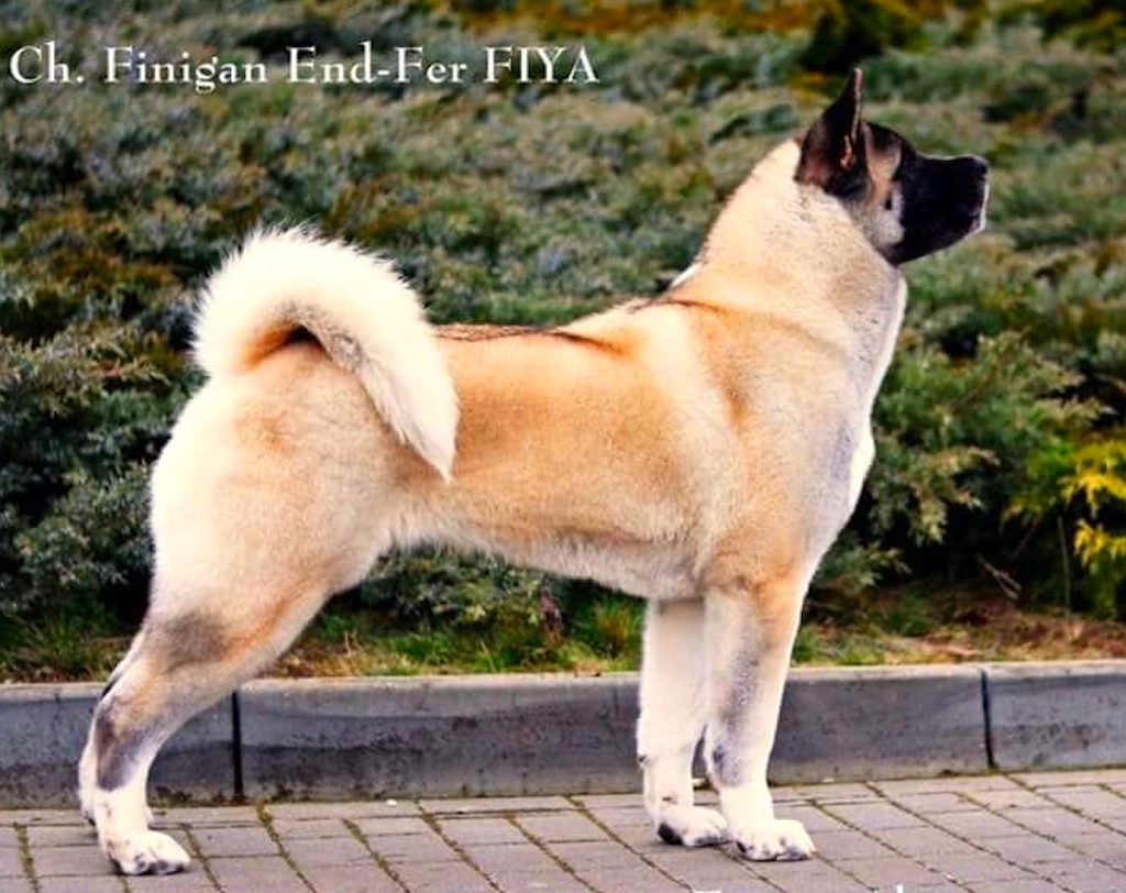 akita amerykańska z hodowli Finigan Akitas