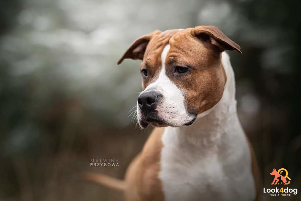 American staffordshire terrier zdjęcie hodowla Karmacoma FCI 