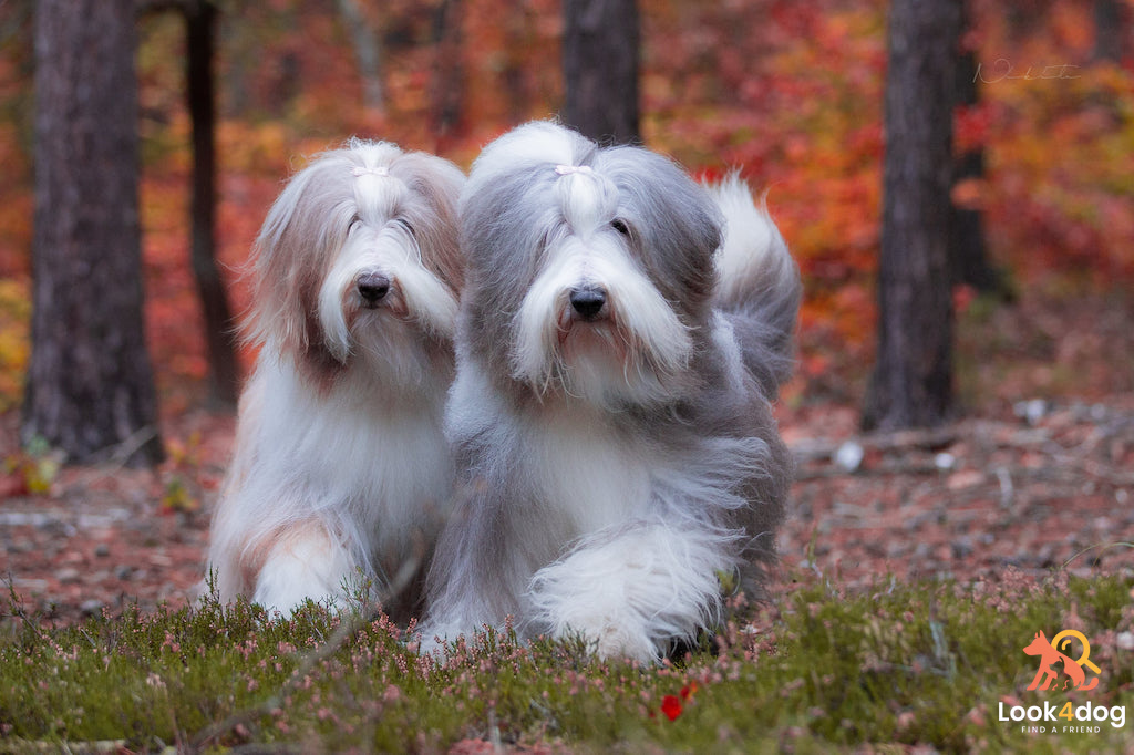 Bearded Collie charakter