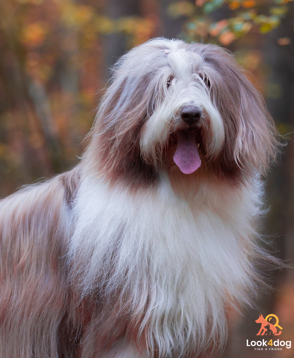 Bearded Collie hodowle