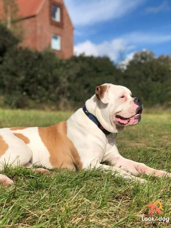 Buldog amerykański charakter