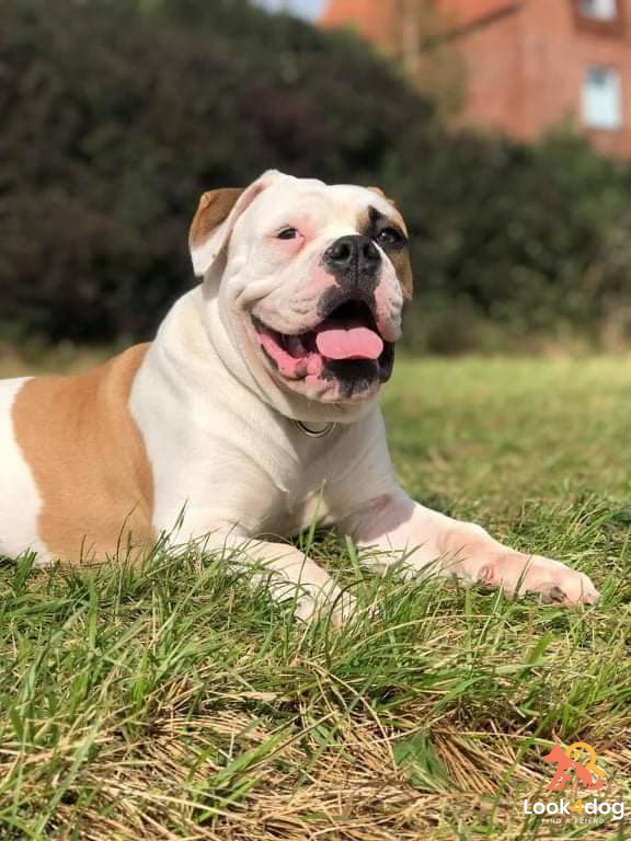 Buldog amerykański hodowle