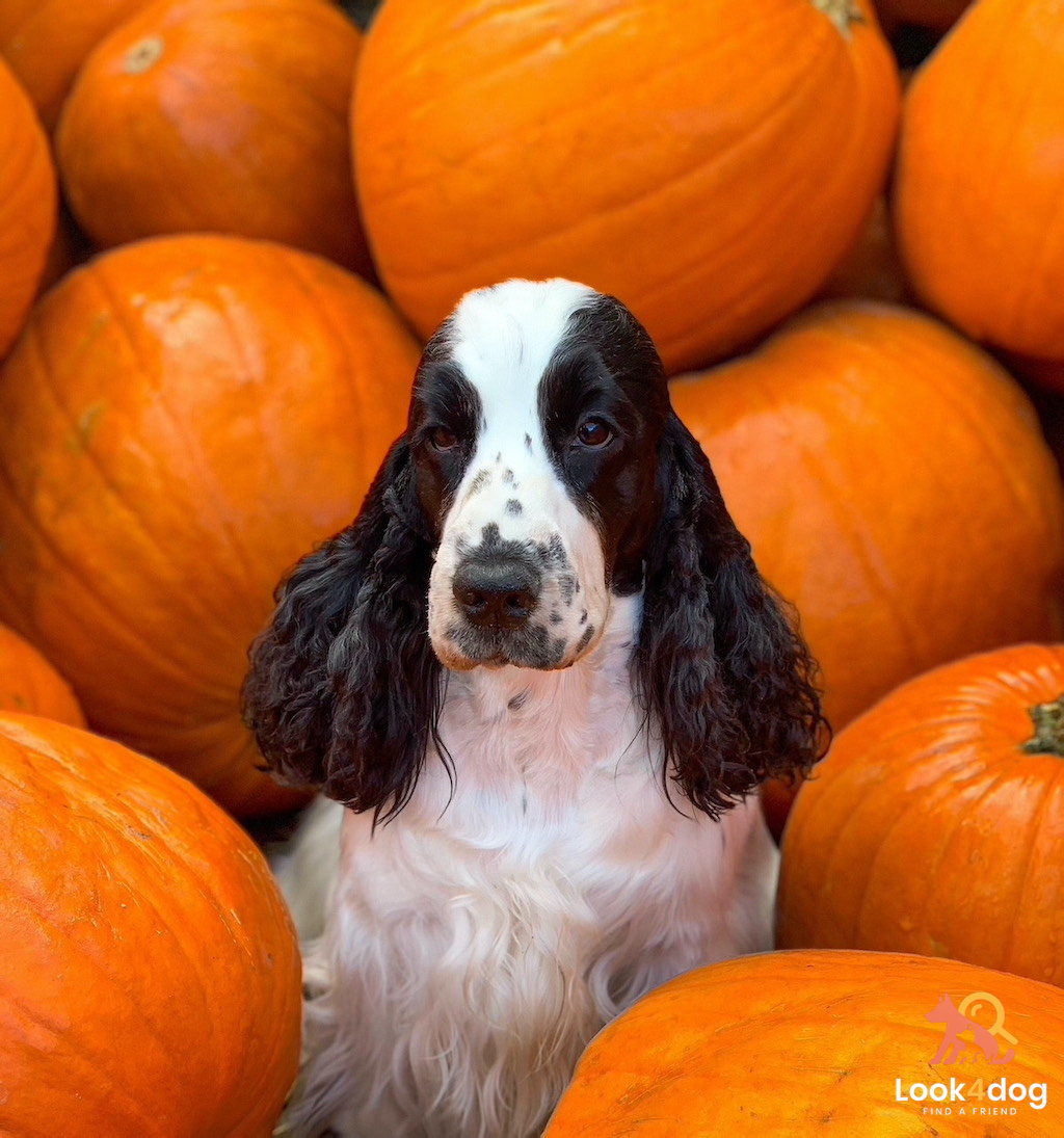 WHITE ROSE Perfekt Partner cocker spaniel
