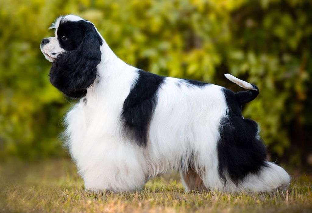 Cocker spaniel amerykański - pielęgnacja