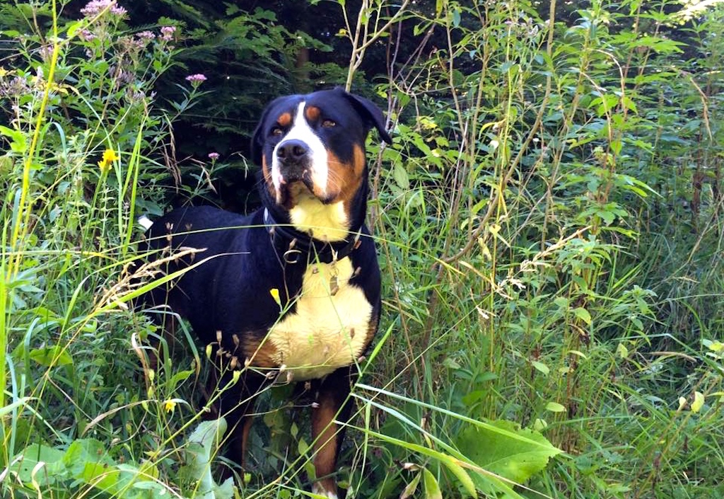 Duży szwajcarski pies pasterski zdjęcie z hodowli Swiss Diamond FCI Kennel