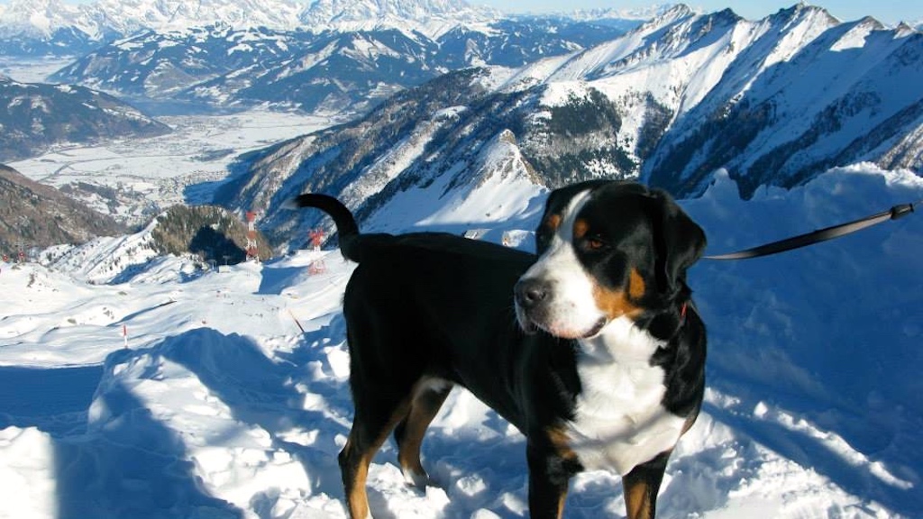 Duży szwajcarski pies pasterski zdjęcie W GÓRACH z hodowli Swiss Diamond FCI Kennel