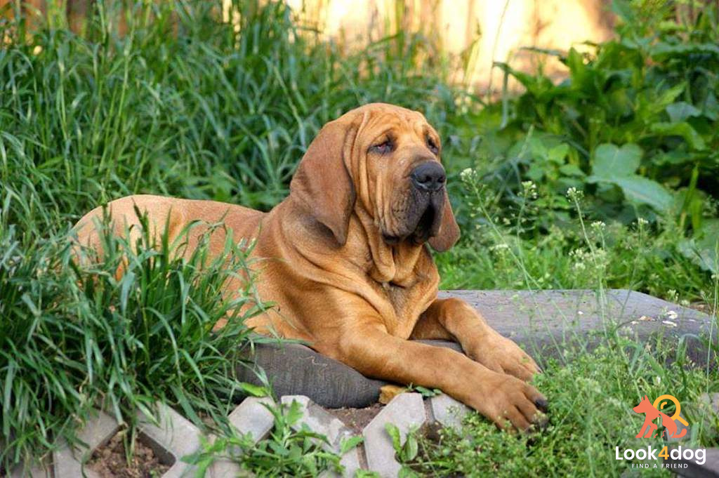 Fila Brasileiro zdjęcie z hodowli Lady Fila on Les FCI