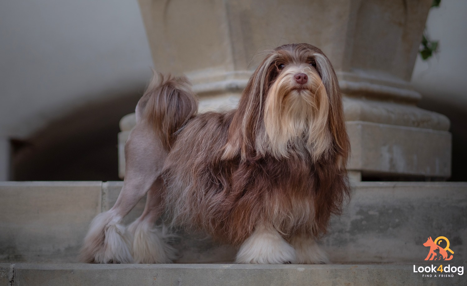 LWI piesek umaszczenie