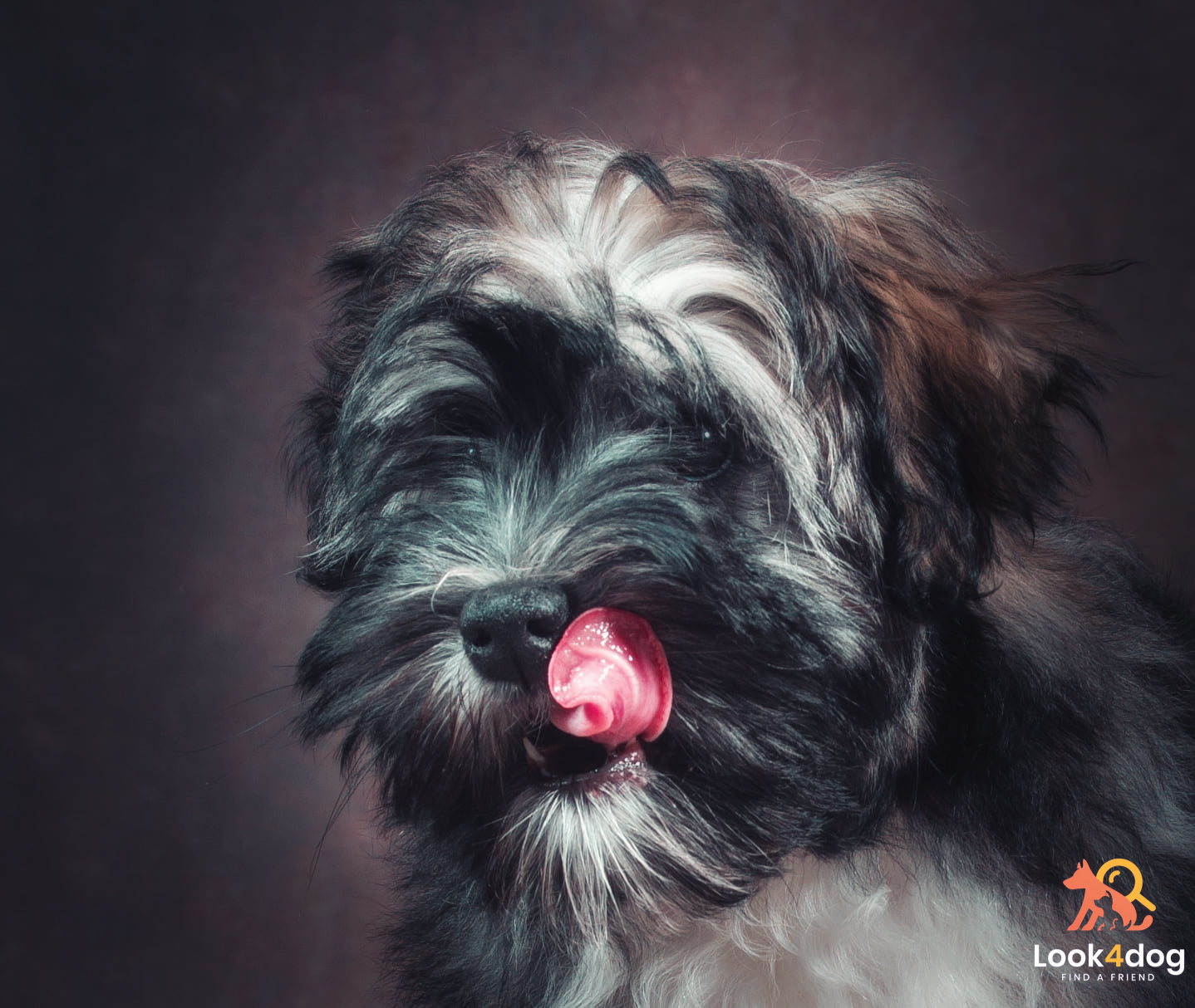 lwi piesek pielęgnacja