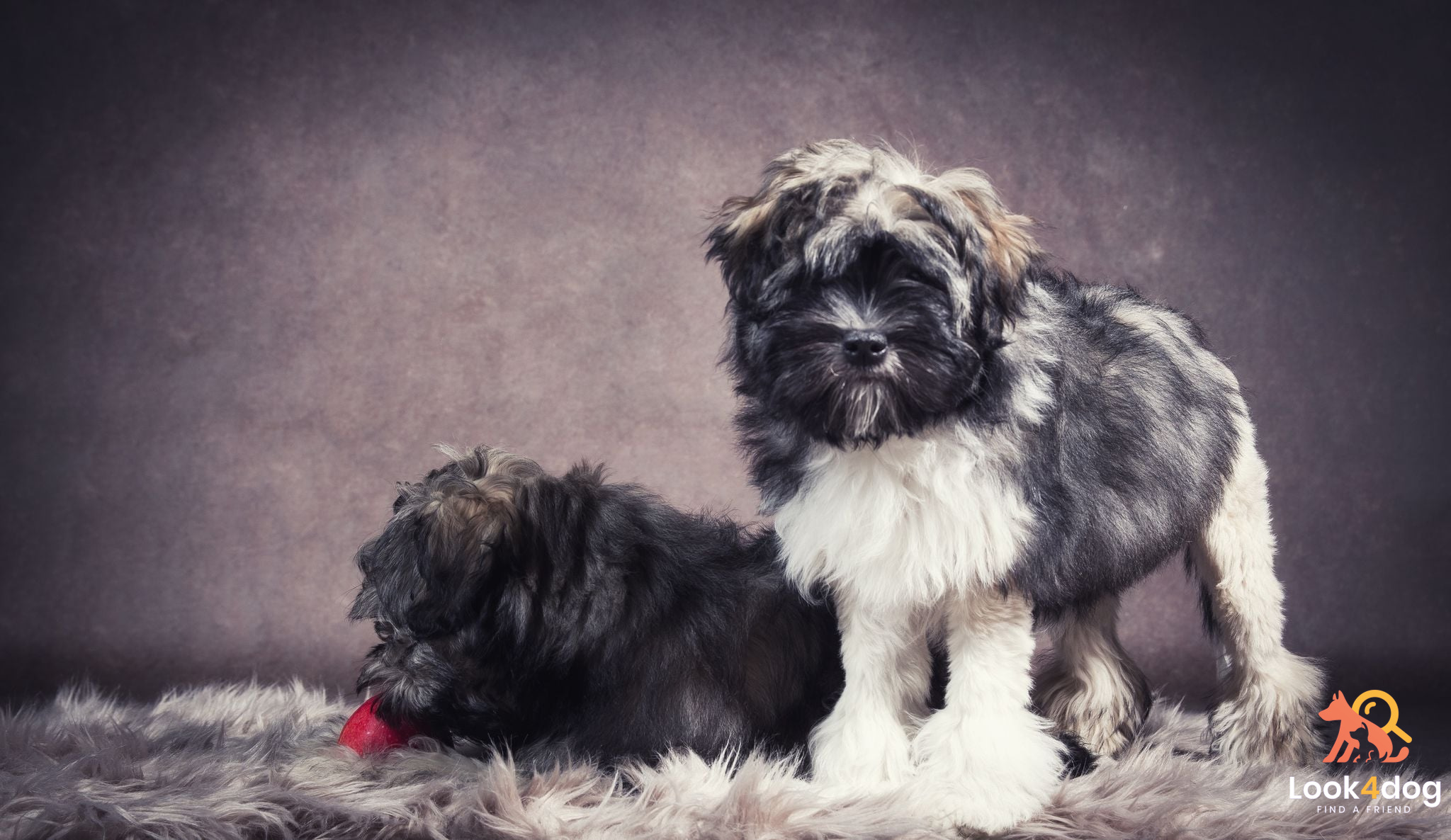 lwi piesek żywienie