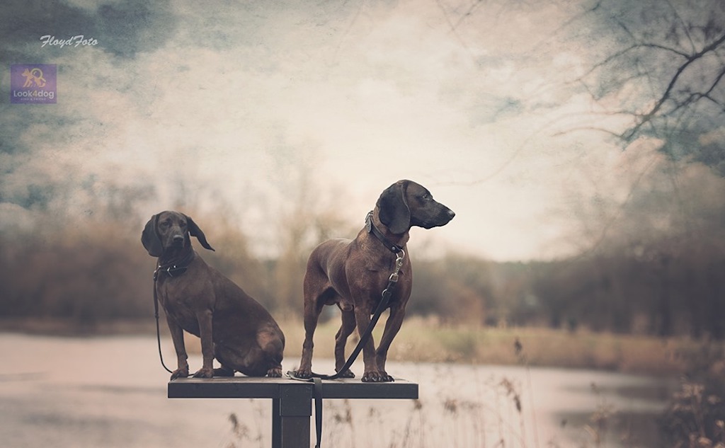 Posokowiec bawarski - charakter