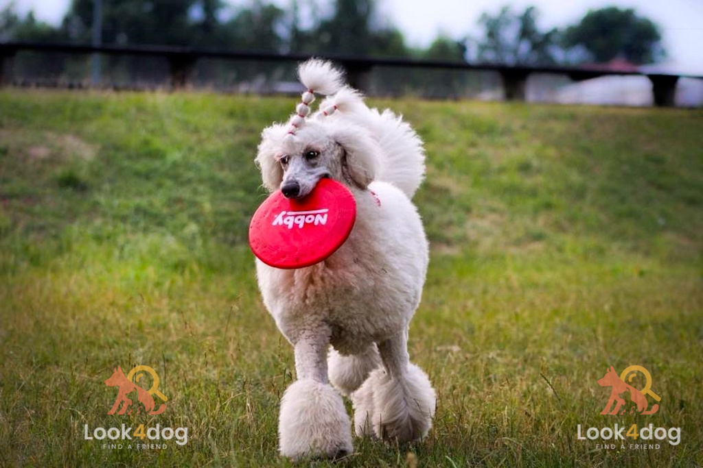 Pudel duży - pielęgnacja