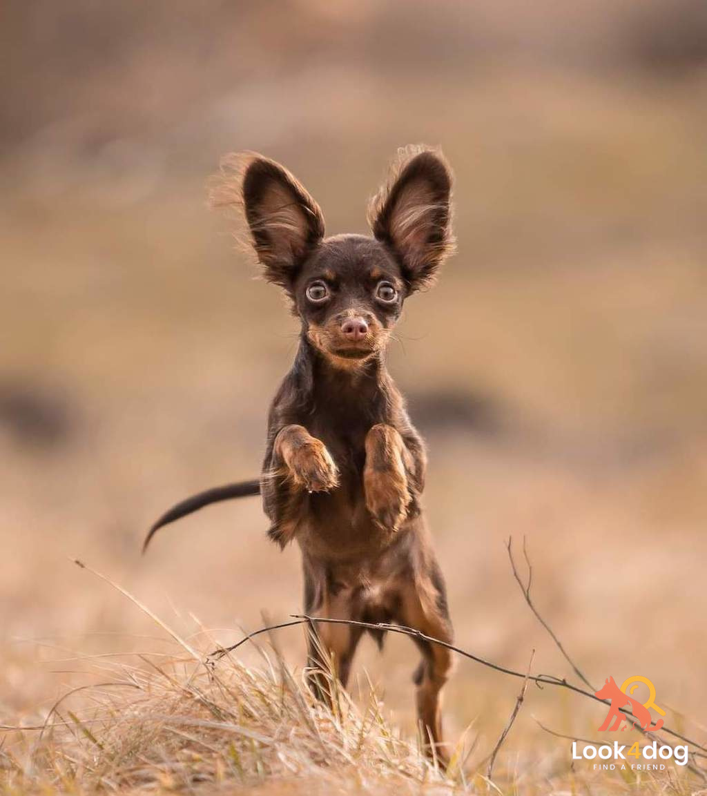 Rosyjski toy zdjęcie właściciel Malwina Przysowa