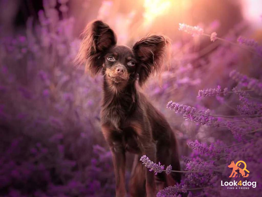 Rosyjski toy zdjęcie właściciel Malwina Przysowa